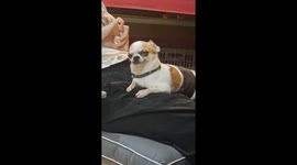 Dog sticks his tongue out while having ears cleaned
