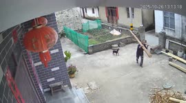 Bungling worker accidentally drops log onto puppy following him
