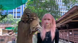 Cheeky raccoon lifts woman's top as she poses for pictures
