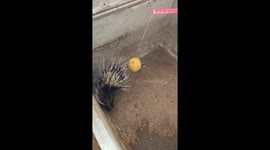 Porcupine pierces fruit with quills in Sichuan, China