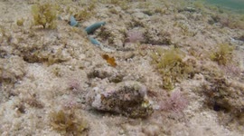 Okinawa's Underwater Paradise: Witnessing the Blue Starfish in Japan