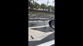 Highway traffic stops due to scattered mudfish in Guangdong, China