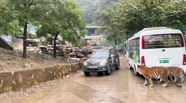 Tiger leaps onto vehicle to snatch food in Henan safari park, China