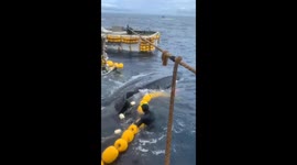 Fishermen bravely rescue giant whale shark trapped in fishing net amid rough seas