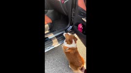 Corgi struggles to get into car in Anhui, China
