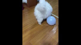 Cat playfully rubs and holds balloon in Jiangsu, China