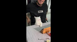 Cat falls asleep on friend’s lap during late-night Okey game in Sakarya, Turkey