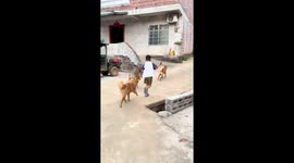 Boy trips and falls after colliding with dogs during uphill run in Guangxi, China