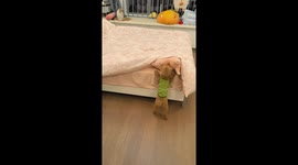 Determined poodle insists on putting toy on bed in Zhejiang, China