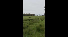 Stags face off in a powerful display at Gosford Forest Park in Markethill, Ireland