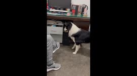 Stubborn dog repeatedly opens drawer in playful standoff with owner in Jiangsu, China