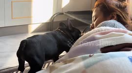 Playful French bulldog startled by owner’s sudden gesture in Heilongjiang, China