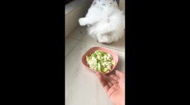 Rabbit throws food plate in playful tantrum in Zhejiang, China