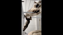 Kitten climbs cage to breastfeed from mother cat in Jiangsu, China