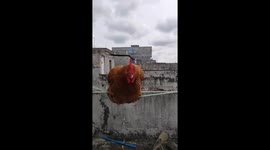 Rooster swings on a clothesline in Hainan, China