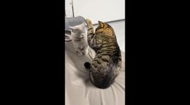 Tabby cat playfully silences meowing British Shorthair in Liaoning, China