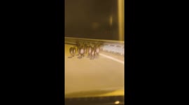 Wild boars casually cross highway in Vila Nova de Gaia, Portugal