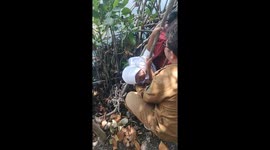 Kid gets stuck in branches in East Java, Indonesia