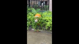 Dog struggles to escape from bushes in Guangdong, China
