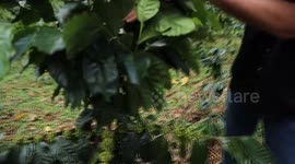 Venezuela: Climate change, US sanctions impact Venezuela's coffee revival