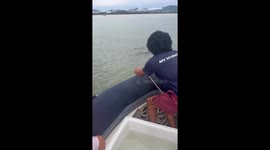 Kindhearted divers release lost dolphins back into sea during liveaboard trip