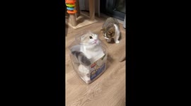 Two cats playfully interact with one hiding in a jar in Shanghai, China