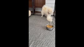 Playful Pomeranians share adorable moment in Bocksdorf, Austria