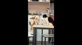 Dog falls off chair while playing with cat in Jiangxi, China