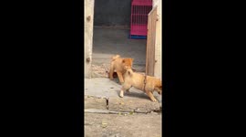 Chubby puppy gets stuck between gate bars in Guangdong, China