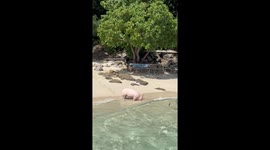 Pig Plays in Waves