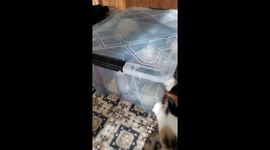 Cat Discovered My Yarn Stash