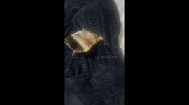 Pet rat hides inside snack bag in São Paulo, Brazil