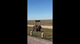 Bison Scratching an Itch