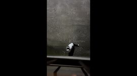 Cat climbs hanging cloth like Rapunzel in Henan, China