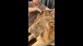 Handsome Lion's Pretty Hair Bow
