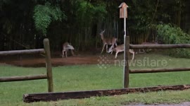 Mama Deer and Fawns Play in Puddle