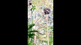 Smart Sloth Mom Uses Rope To Rescue Baby