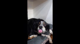 Lazy Dog's Blep Mode Engaged