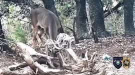 US: Deer Roams Texas Neighborhood With Hammock Tangled In Antlers