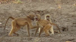 Conflict between young male baboons becomes a real playground scuffle