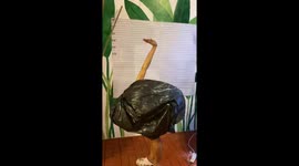 Student's DIY Halloween outfit of an ostrich amuses classmates