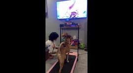 Healthy pet dog walks on treadmill while watching TV