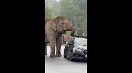 Elephant irritated by car parked on road bend attacks its roof rack
