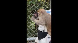 Monkey admires its reflection in scooter wing mirror