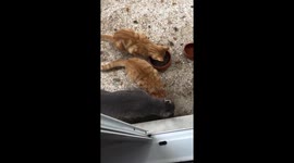 Meet Silver, a single father cat, even a stepfather, who adopted three kittens and takes care of them ❤️Greek cats