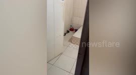 Family horrified to find cobra slithering through their bathroom