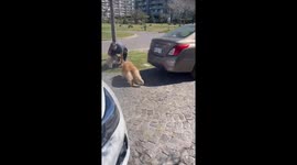 Dogs welcome their owner home after hospital stay in Buenos Aires, Argentina