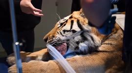 Amazing footage shows tiger, leopard and cheetah undergoing medical scans
