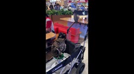 Pet owls wait outside restaurant on a stroller