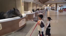 Children melt hearts as they bow to horse after feeding it a carrot